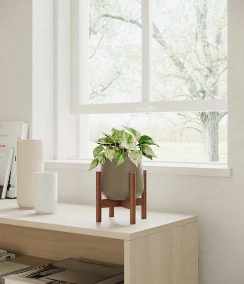 Money Plant Marble