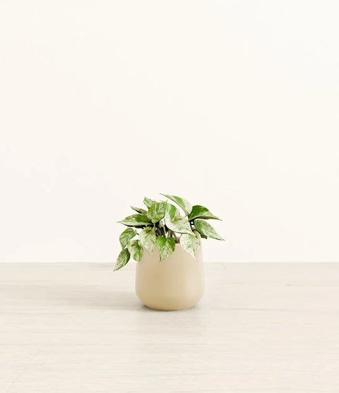 Money Plant Marble