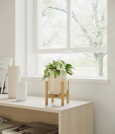 Money Plant Marble