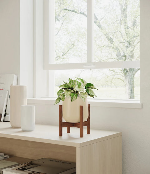 Money Plant Marble