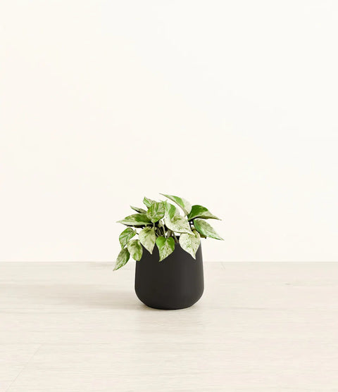 Money Plant Marble
