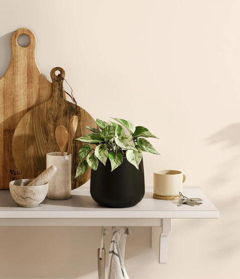 Money Plant Marble