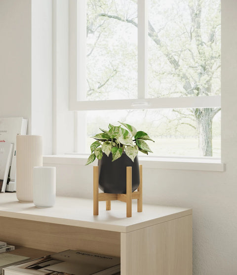 Money Plant Marble
