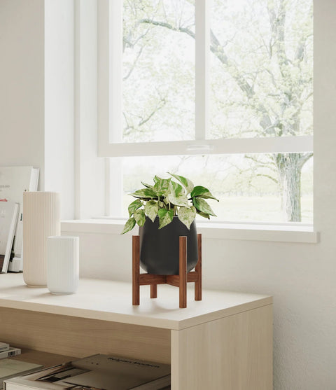 Money Plant Marble