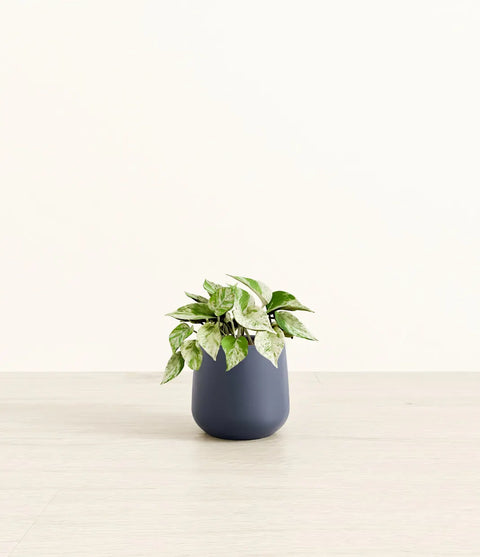 Money Plant Marble