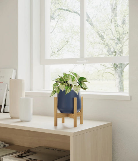Money Plant Marble