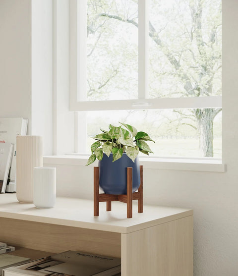 Money Plant Marble