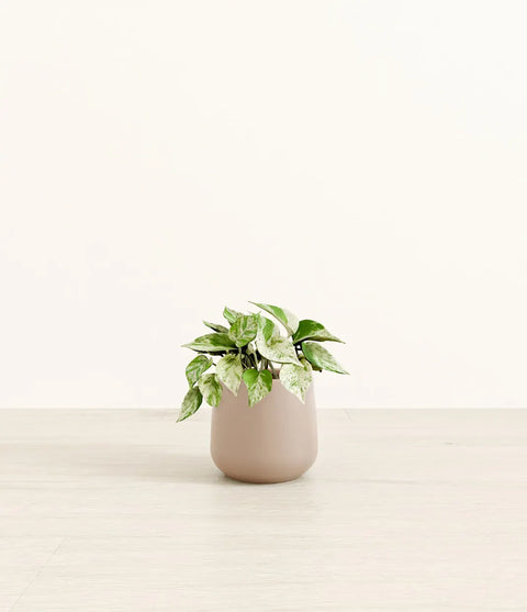 Money Plant Marble