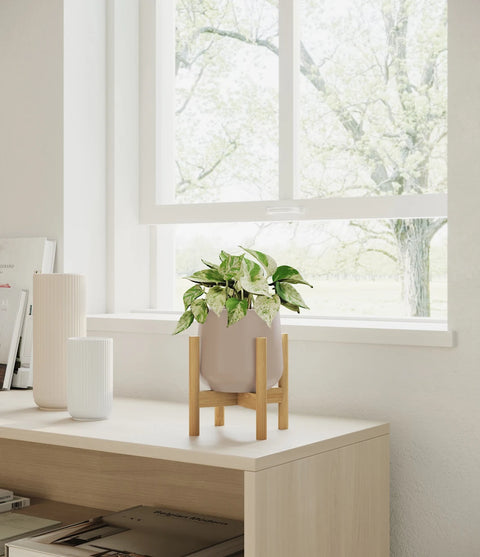 Money Plant Marble