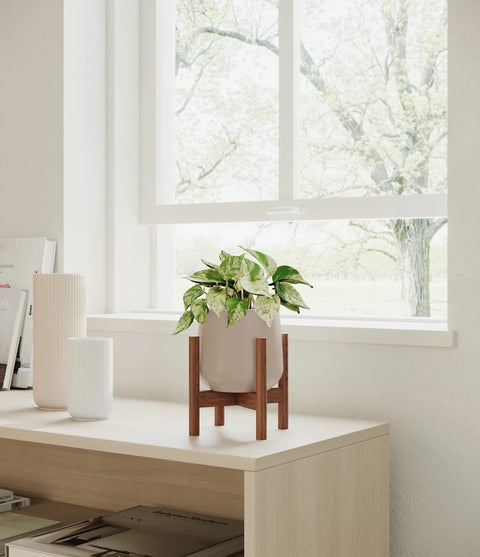 Money Plant Marble