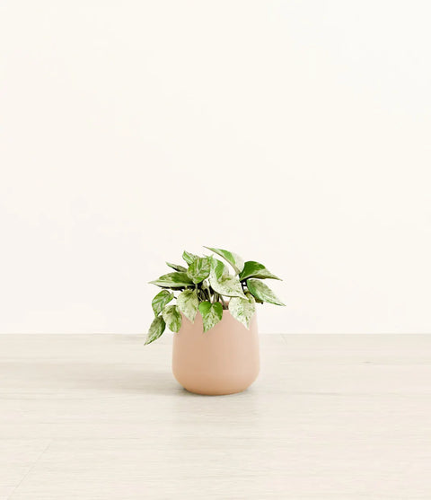 Money Plant Marble