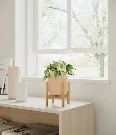 Money Plant Marble