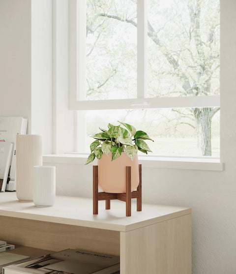 Money Plant Marble