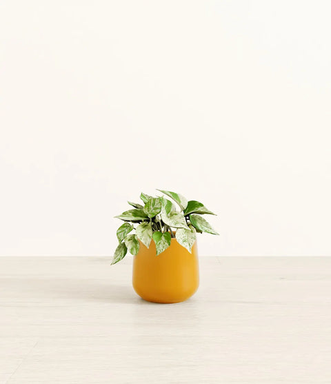 Money Plant Marble