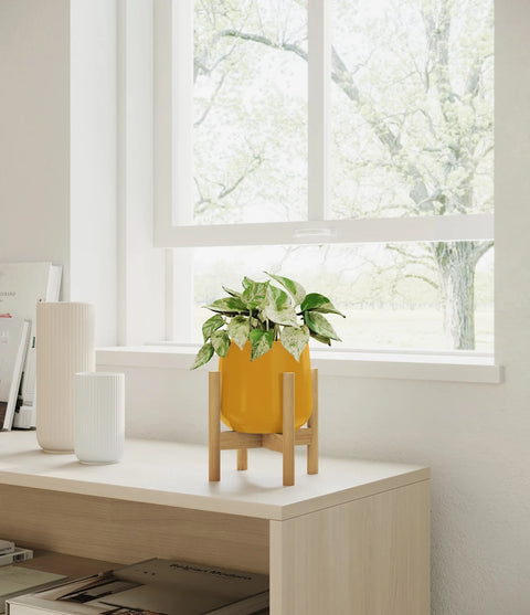 Money Plant Marble