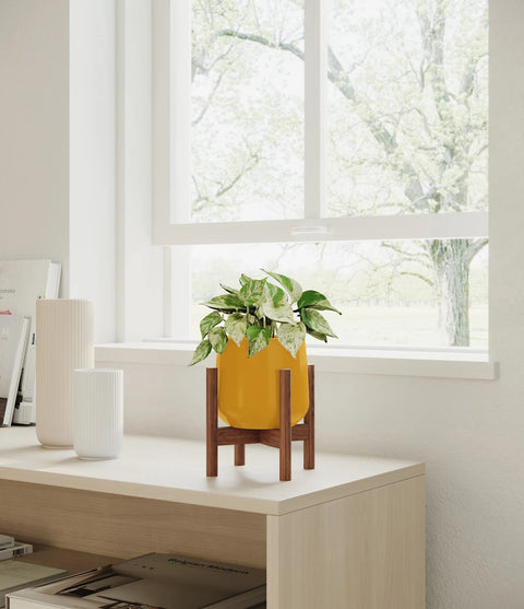 Money Plant Marble