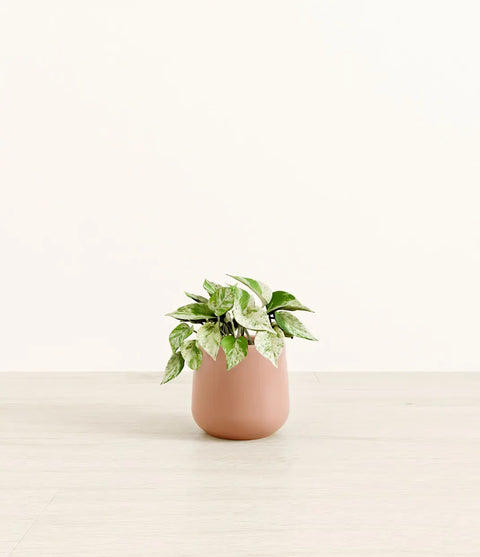 Money Plant Marble
