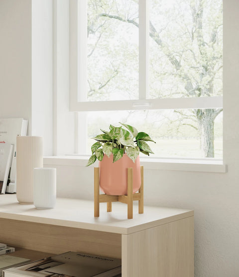 Money Plant Marble