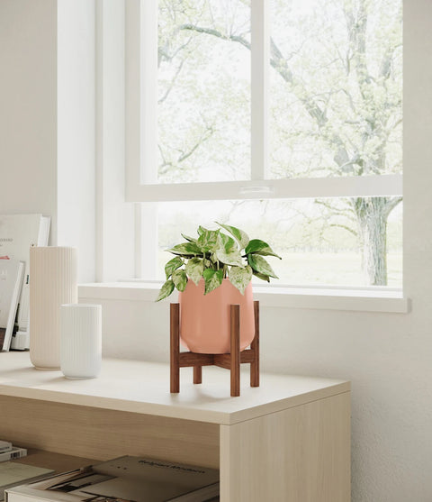Money Plant Marble