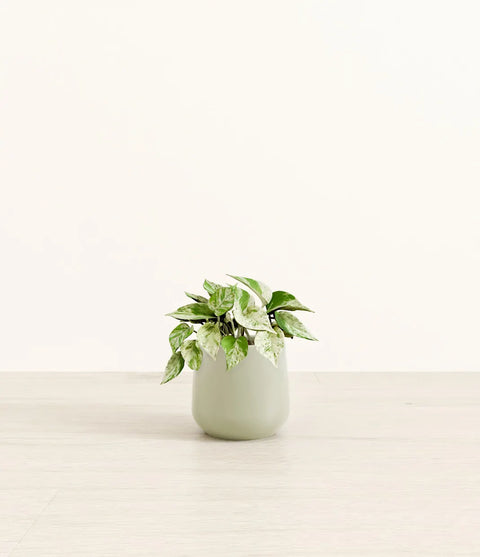 Money Plant Marble