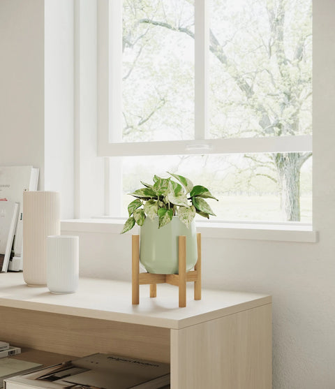 Money Plant Marble