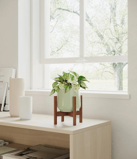 Money Plant Marble