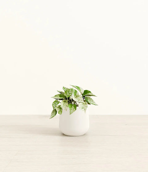 Money Plant Marble