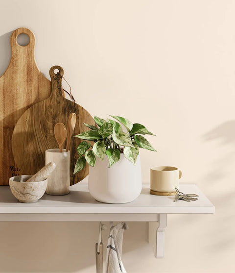 Money Plant Marble