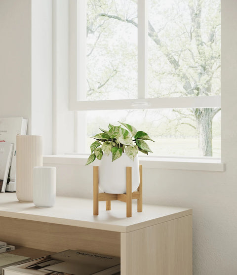 Money Plant Marble