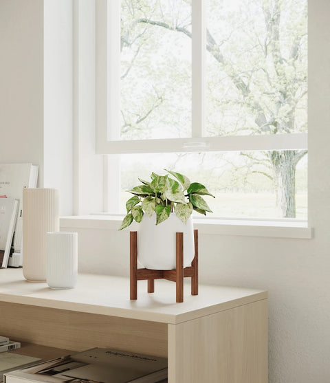 Money Plant Marble