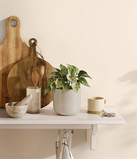 Money Plant Marble