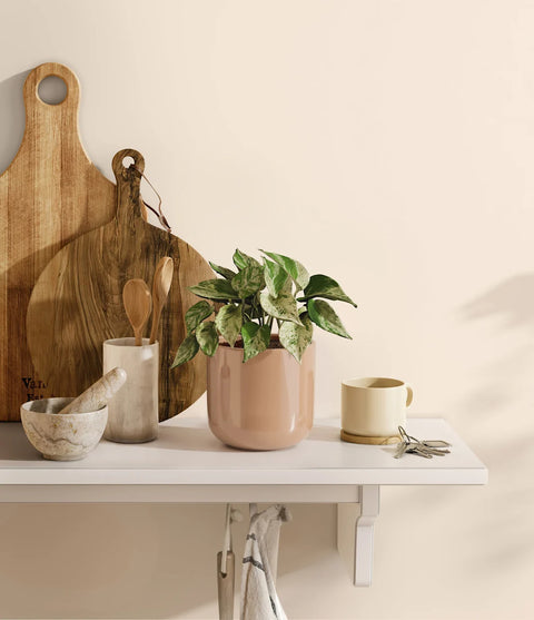 Money Plant Marble