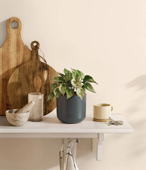 Money Plant Marble