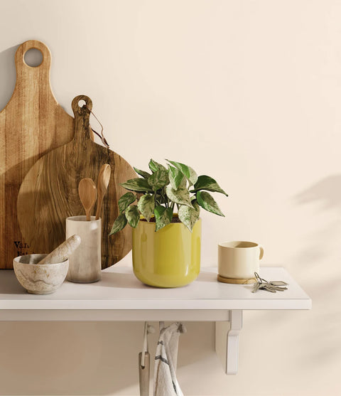 Money Plant Marble