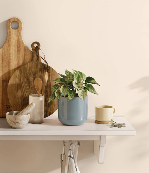 Money Plant Marble