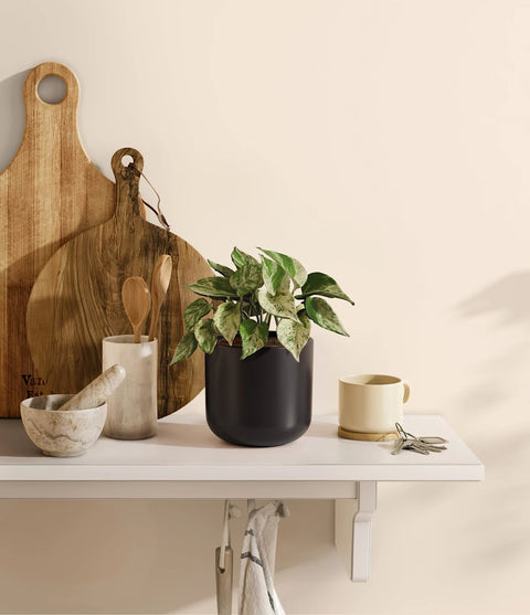 Money Plant Marble