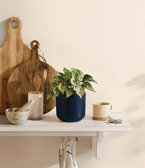Money Plant Marble