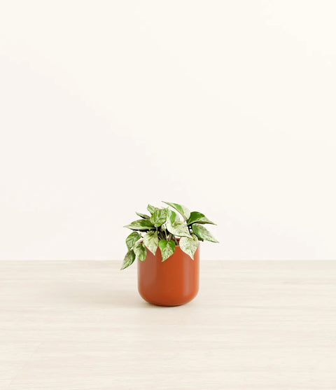 Money Plant Marble
