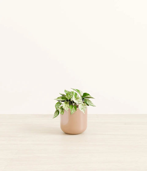 Money Plant Marble