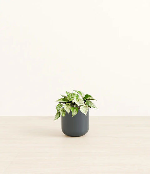 Money Plant Marble