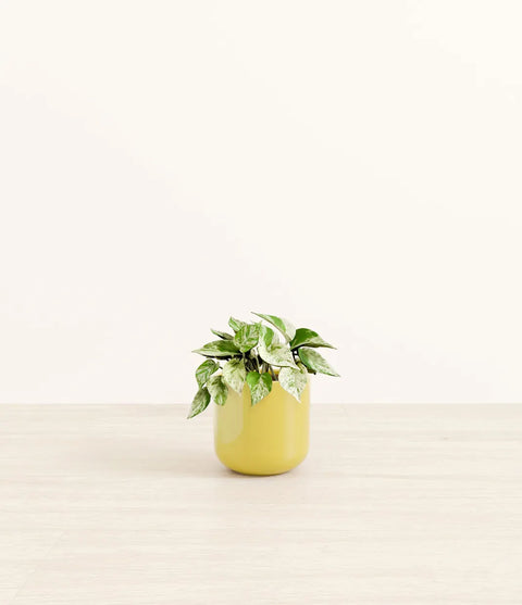 Money Plant Marble