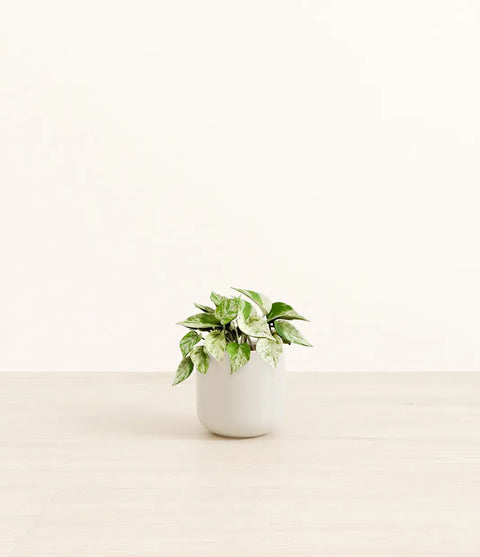 Money Plant Marble