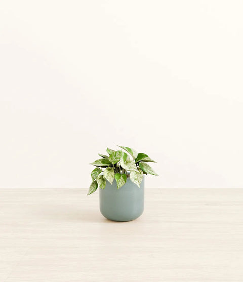 Money Plant Marble