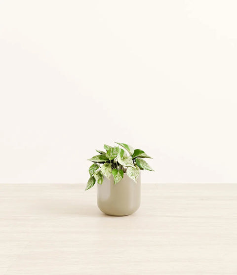 Money Plant Marble