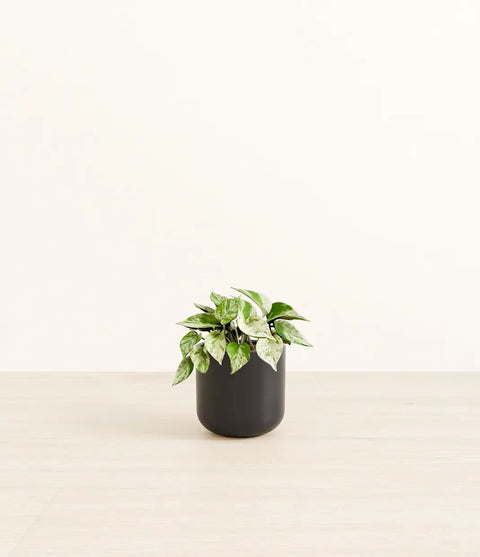 Money Plant Marble