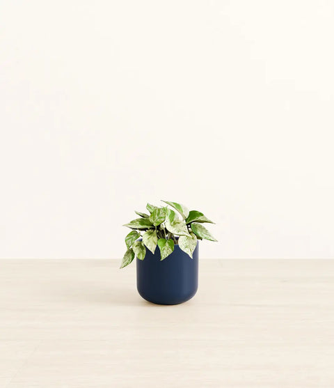 Money Plant Marble