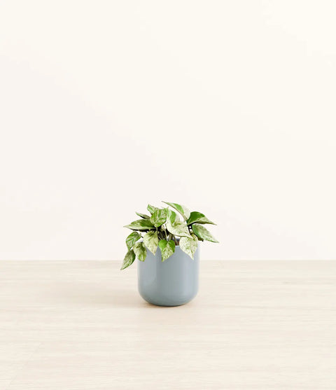 Money Plant Marble