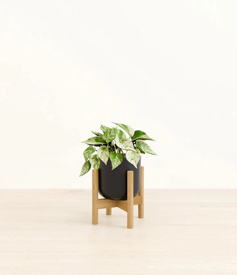 Money Plant Marble