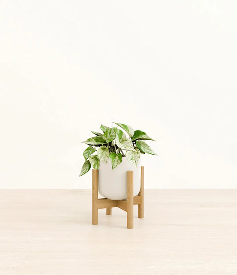 Money Plant Marble