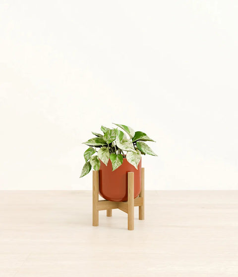 Money Plant Marble